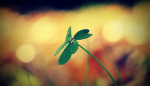 亚洲女足赛事：中国队夺得冠军