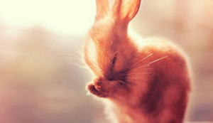 佛罗伦萨引援大手笔，打造新赛季强队阵容